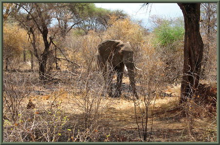 Elefant Nationalpark Tansania